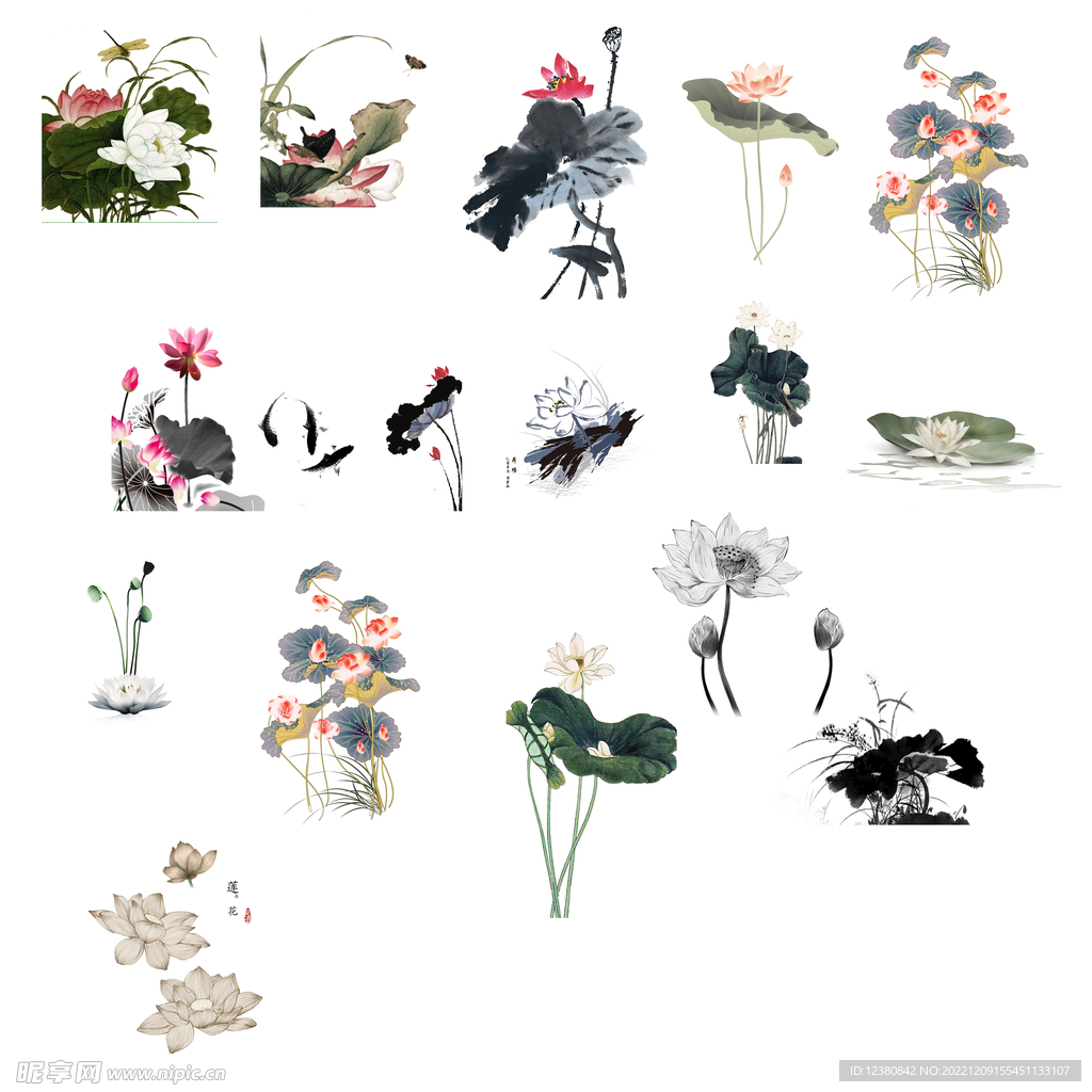 荷花