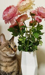 猫咪与花