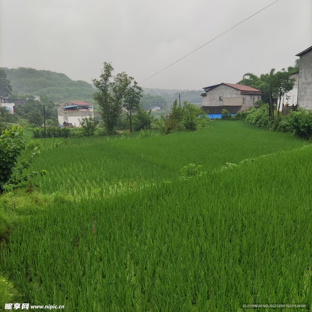 希望在田野