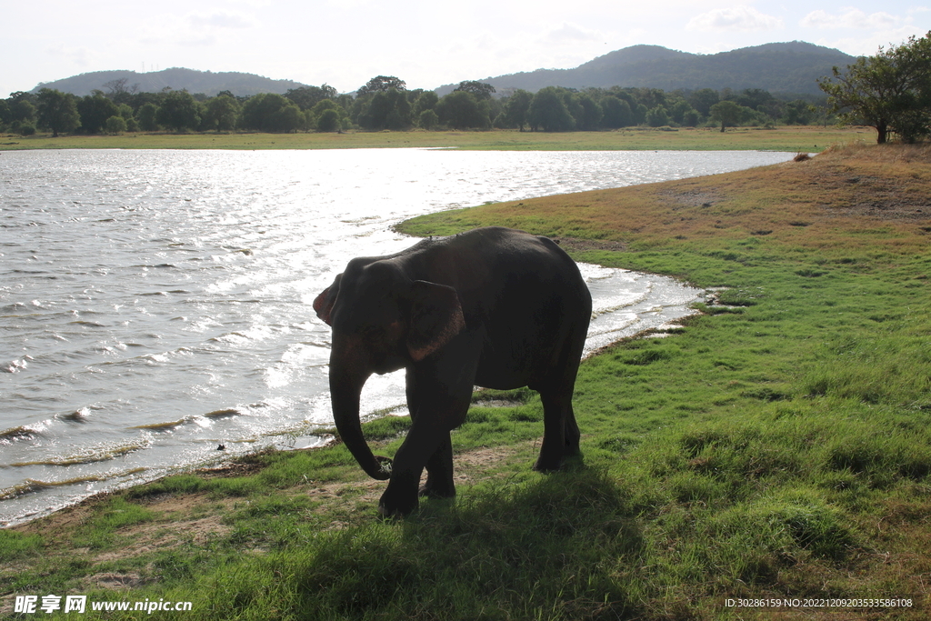 行走在湖边的大象