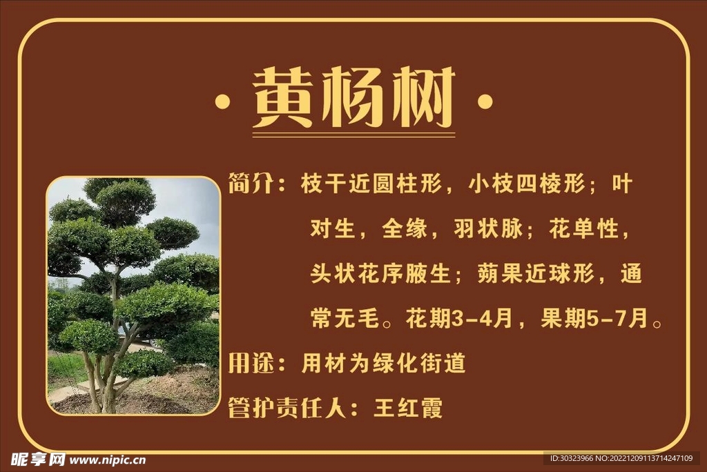 树牌树种介绍