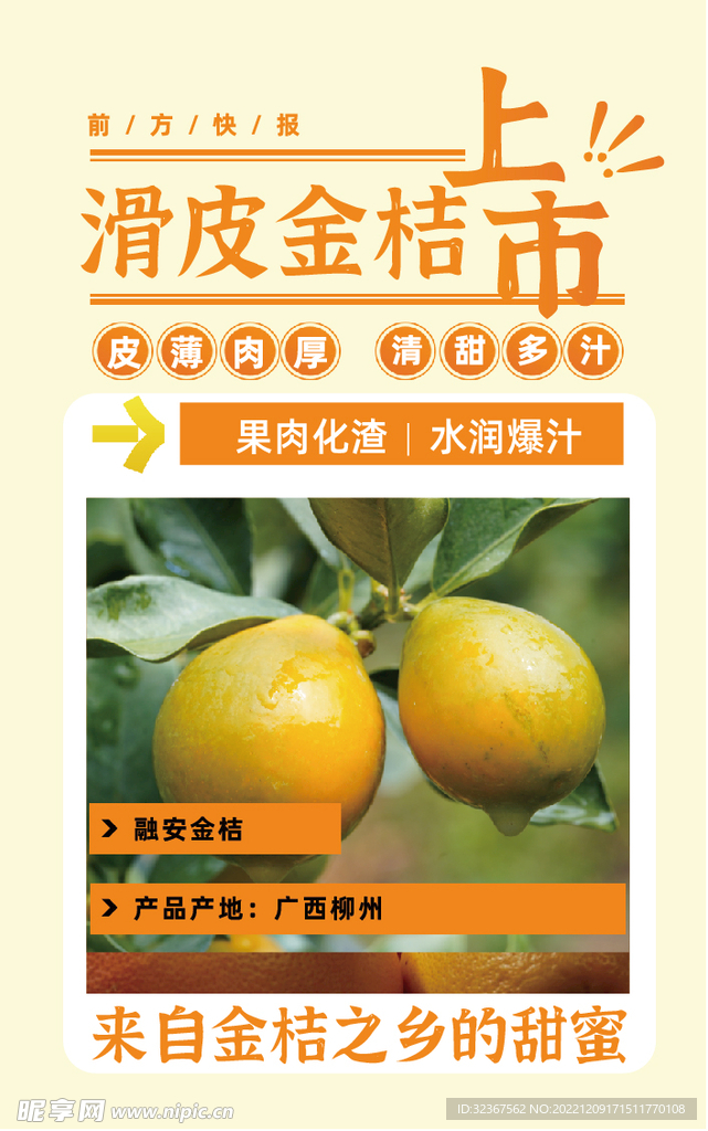 融安金桔上市