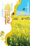 油菜花海报