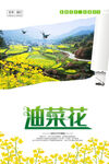 简约油菜花海报