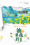 油菜花开