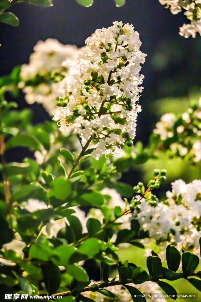 紫薇花紫薇树