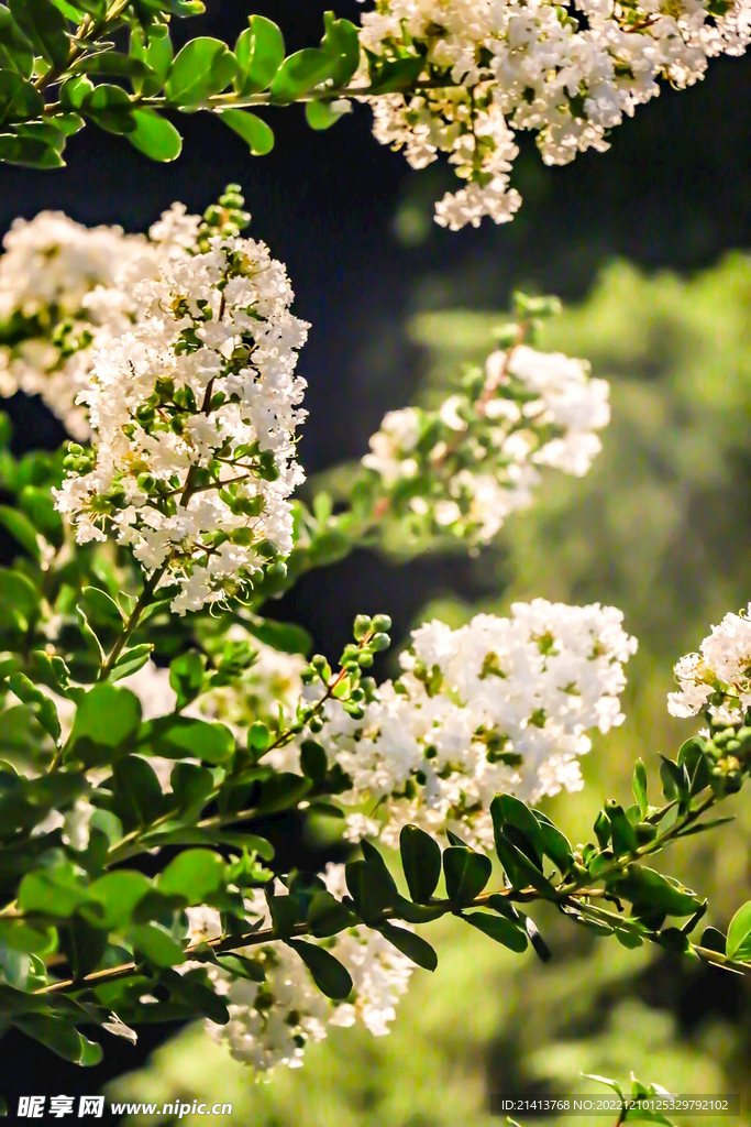紫薇花紫薇树