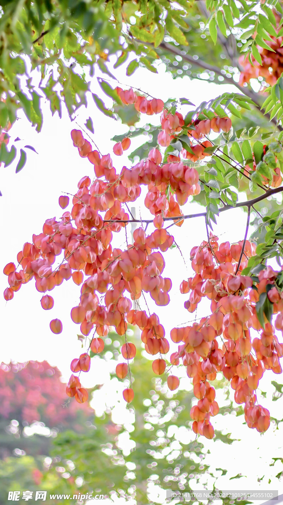 栾树灯笼树 