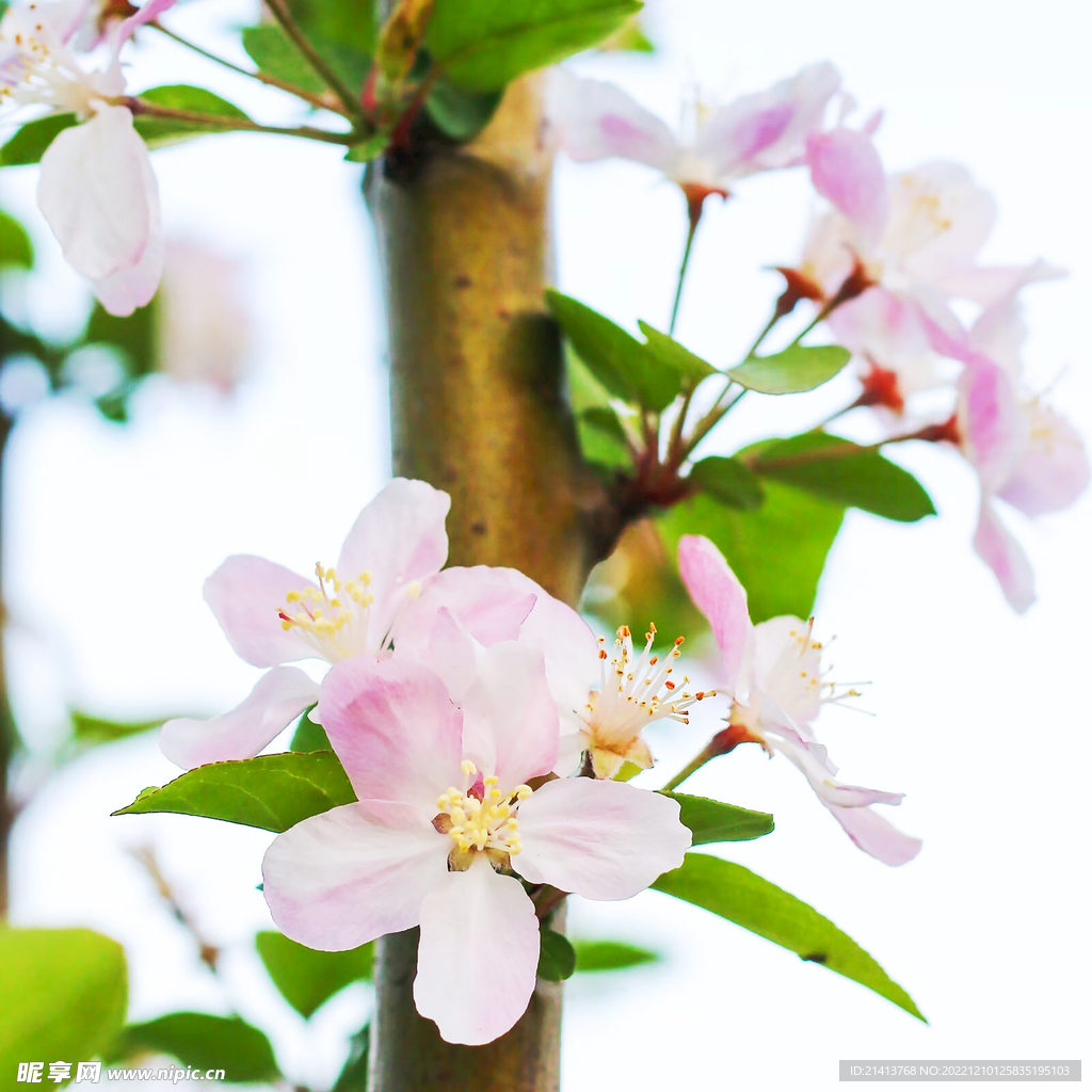 桃花树桃花