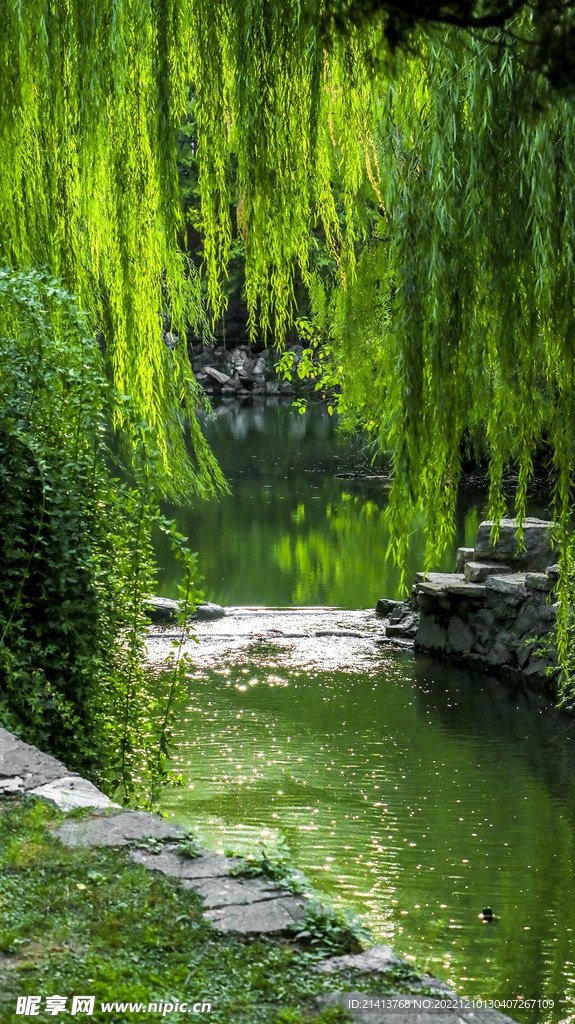 柳树柳条树木
