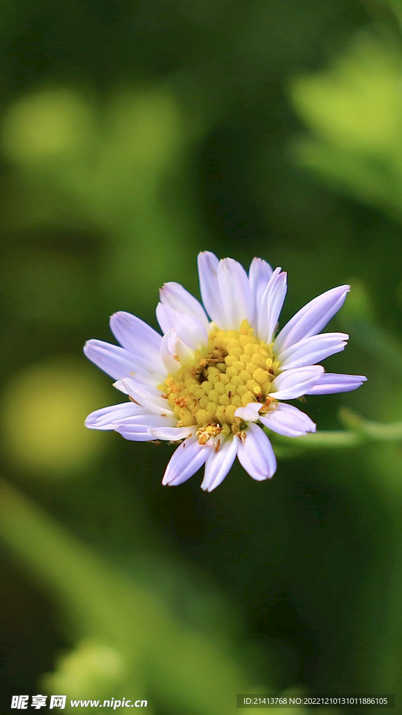 小雏菊菊花