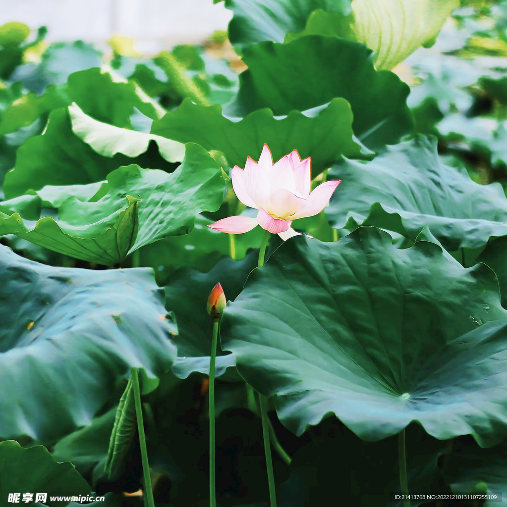 荷叶荷花荷塘