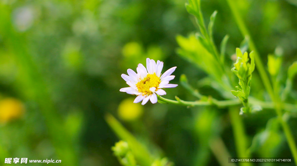 小雏菊菊花 