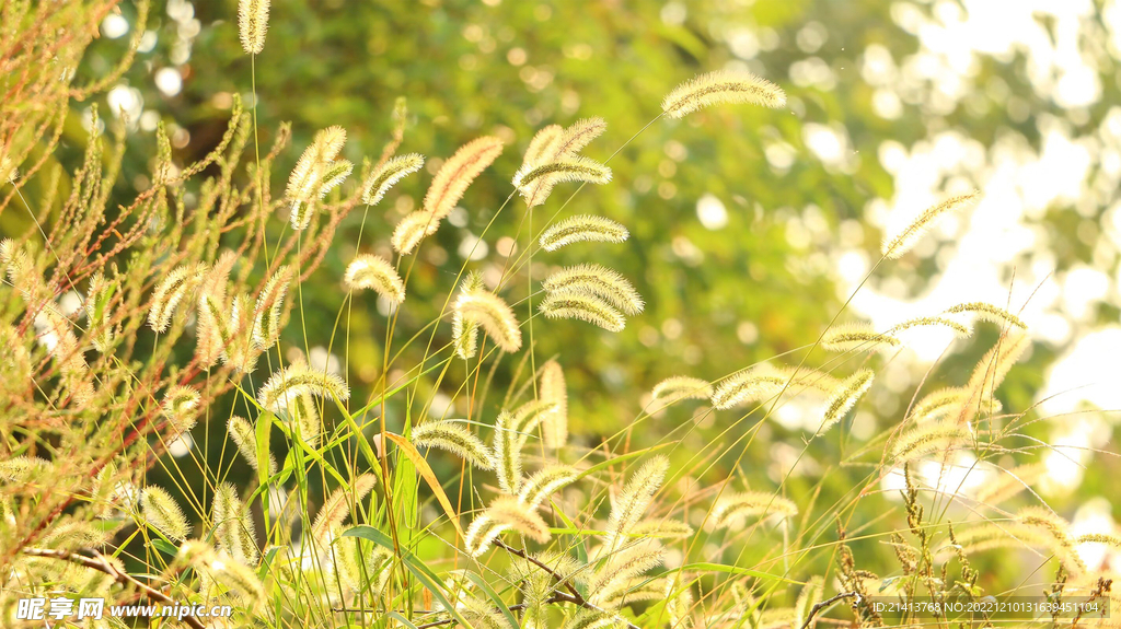 野草狗尾草