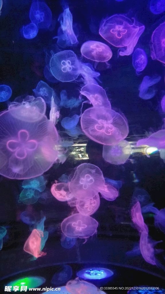 水母