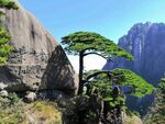 黄山迎客松