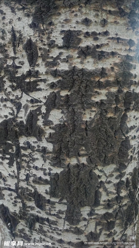 树