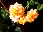 月季花