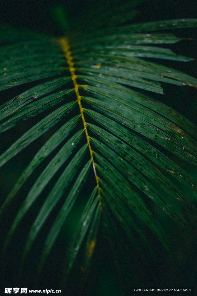 棕榈绿色树叶