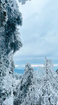 四川乐山峨眉山雪松下雪风景拍摄