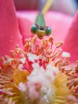 蜻蜓 