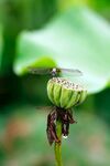 蜻蜓