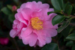 山茶花 