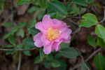 山茶花