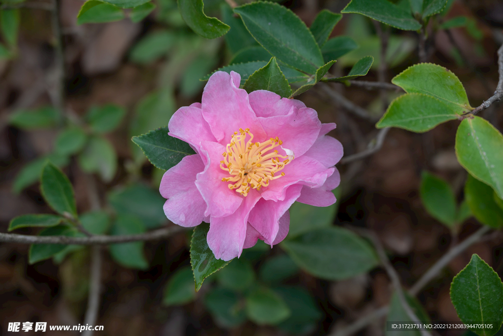 山茶花