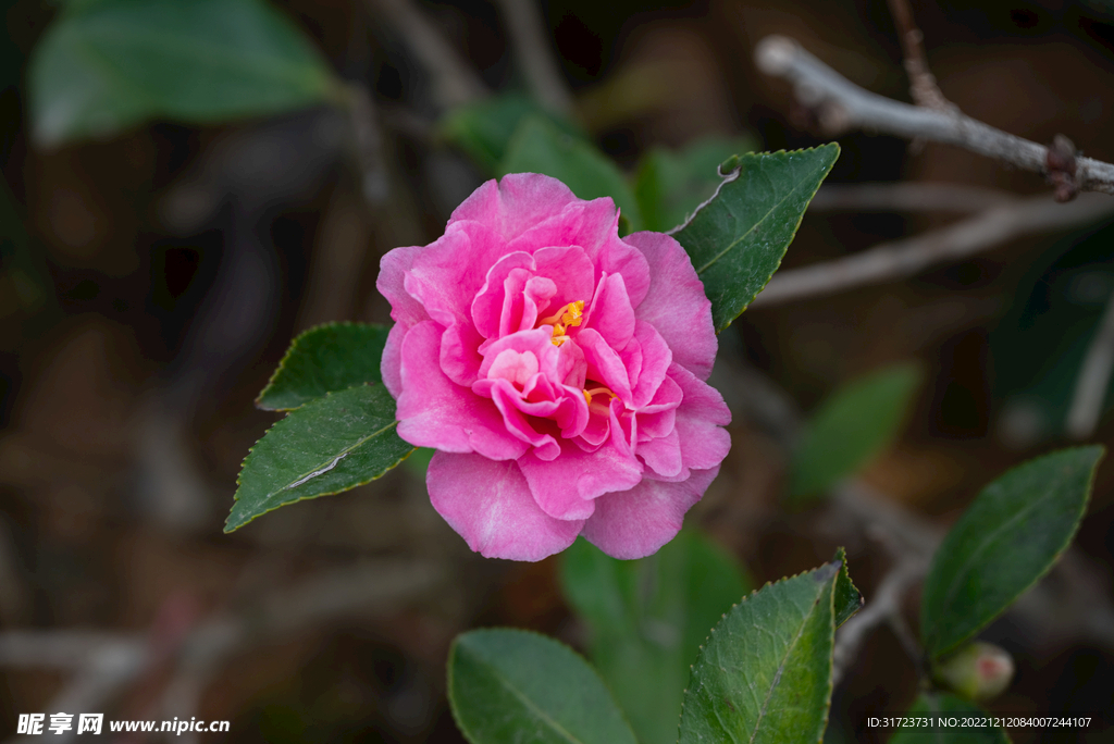 山茶花 