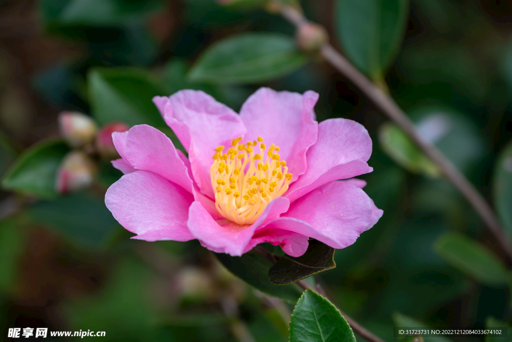 茶花