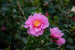 茶花 