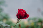 月季花 