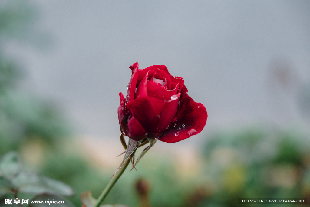 月季花 