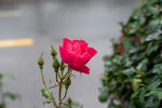 月季花 