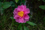 茶花