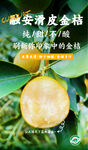 滑皮金桔