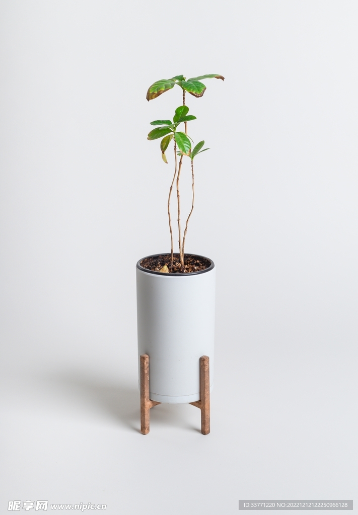 盆栽植物