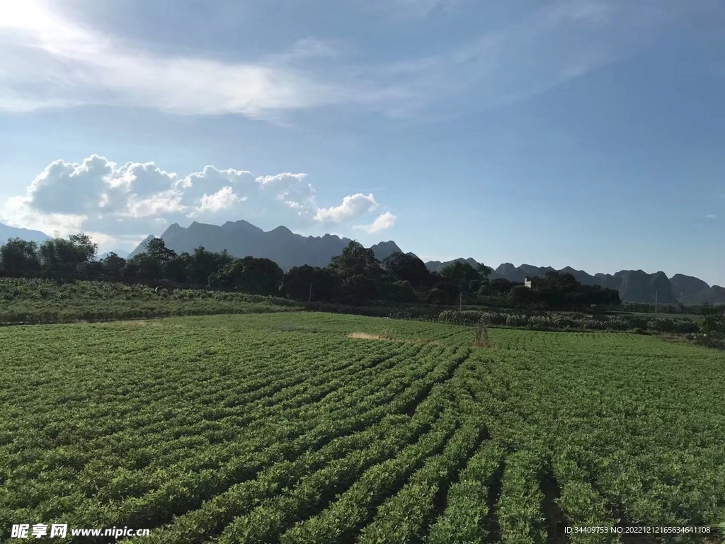 田野