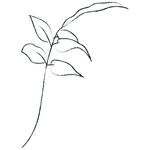 线描花