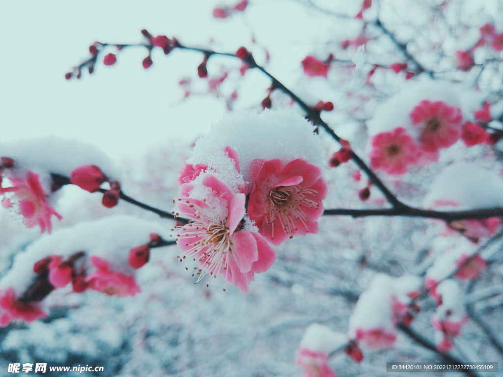 冬日樱花