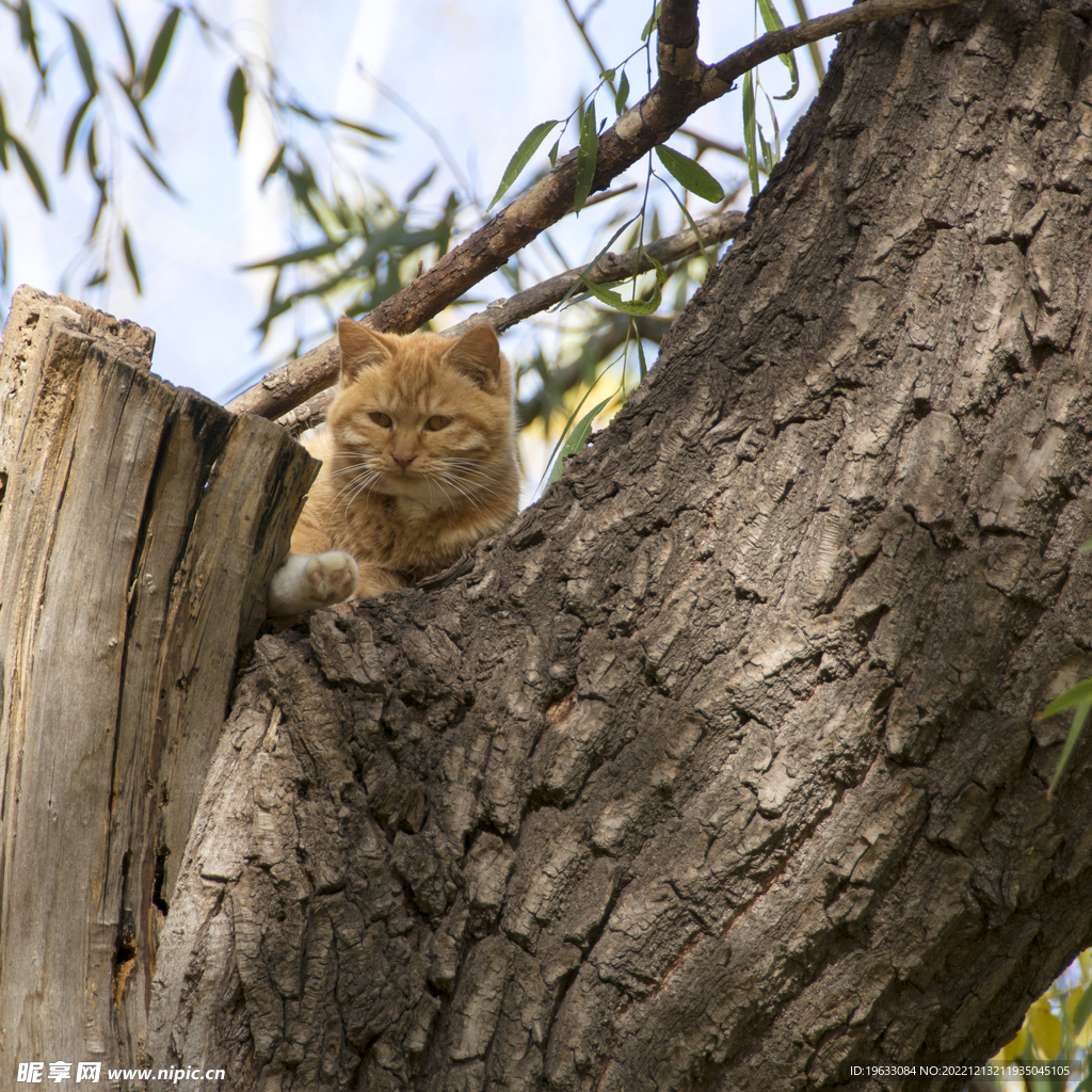 树上的小猫咪