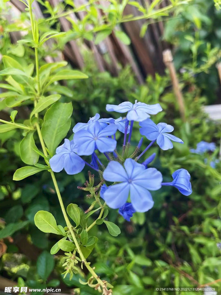 高杆蓝雪花 