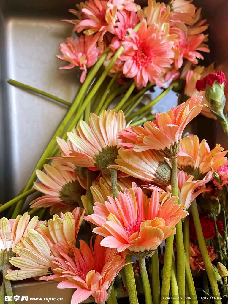 小雏菊菊花