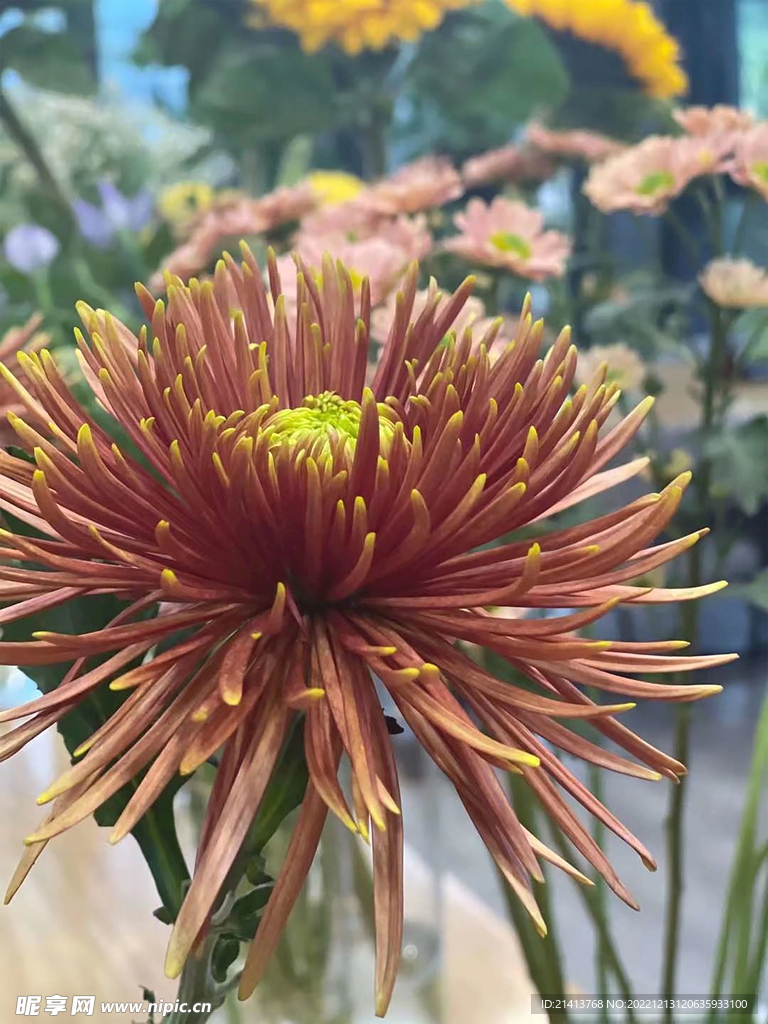 小雏菊菊花 