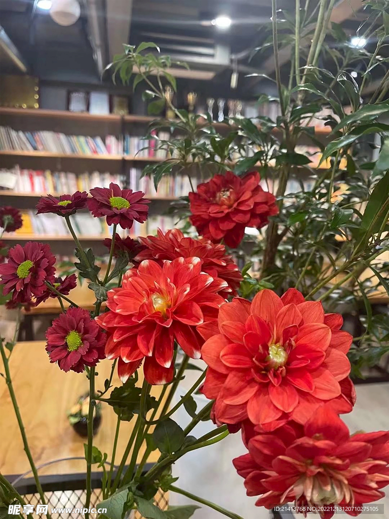 小雏菊菊花 