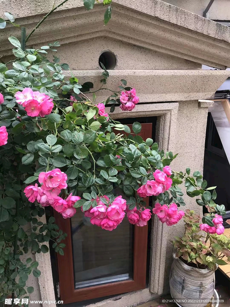 月季花朵花卉