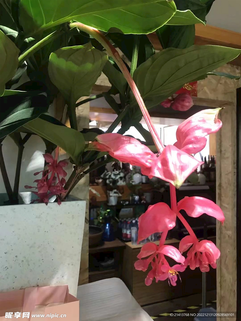 紫色醉蝶花 