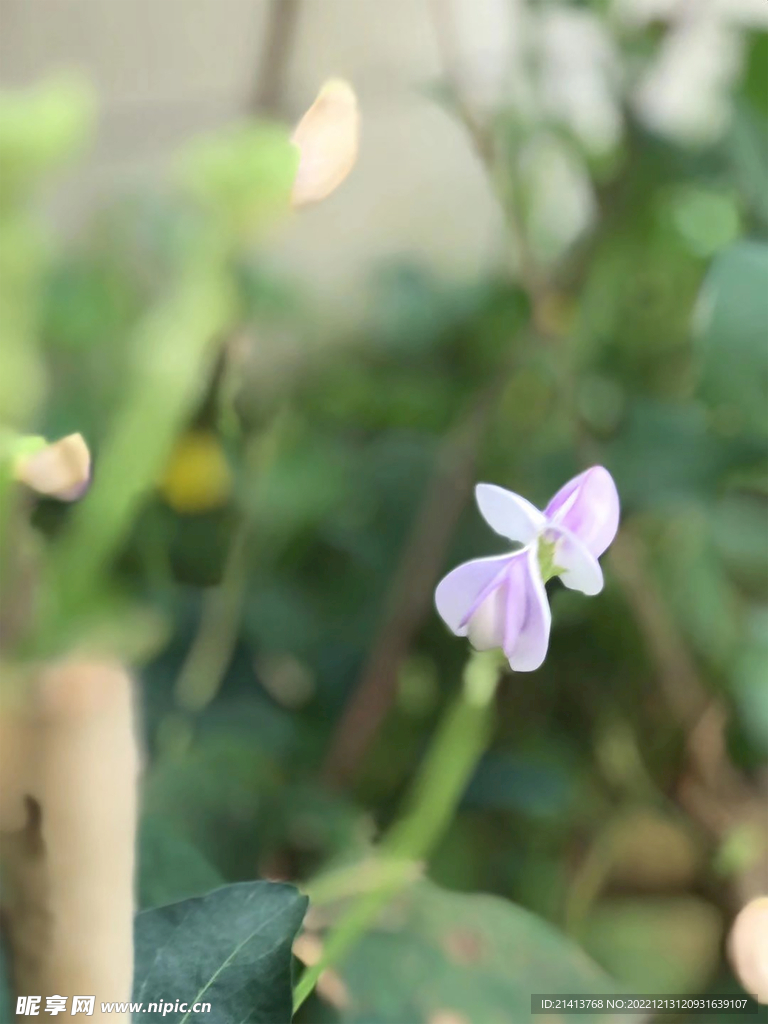 小花豌豆花 