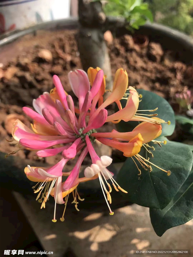 紫色醉蝶花 